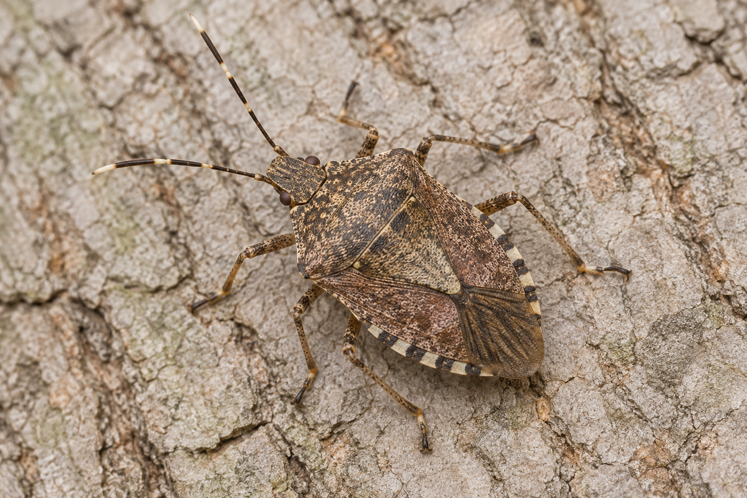 AI-generated illustration depicting a brown marmorated stink bug